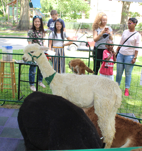 Gaelic Glen Alpacas on One World Day in Cleveland